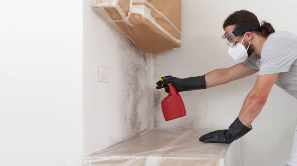 Professional Attic Mold Removal technician working in North Port, FL